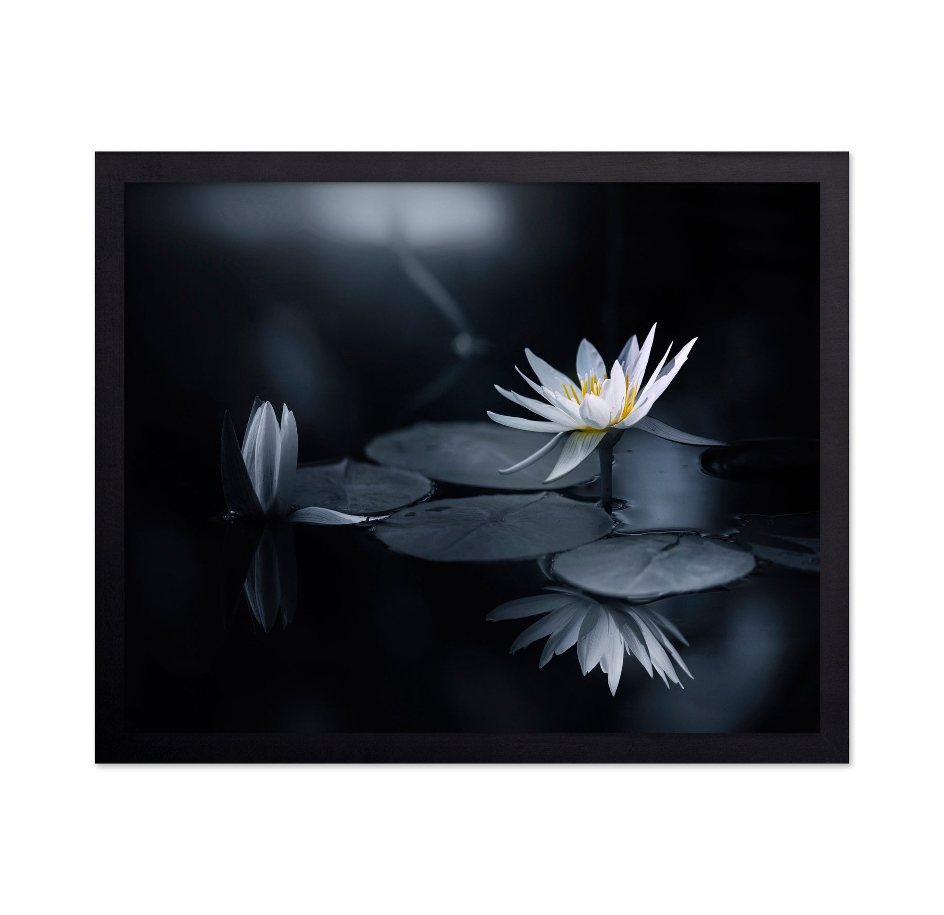 White Lily Reflection