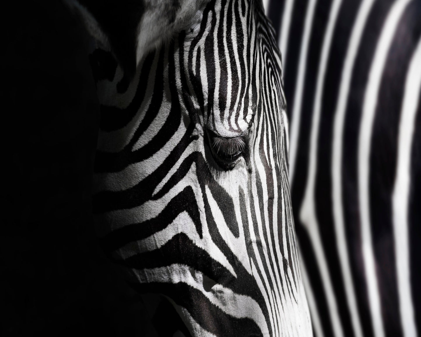 Zebra Close Detail