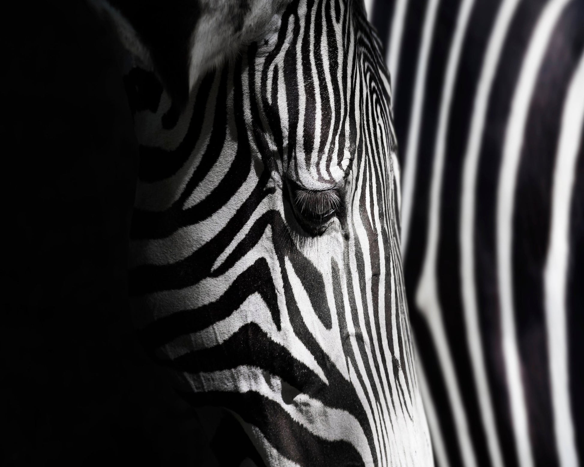 Zebra Close Detail
