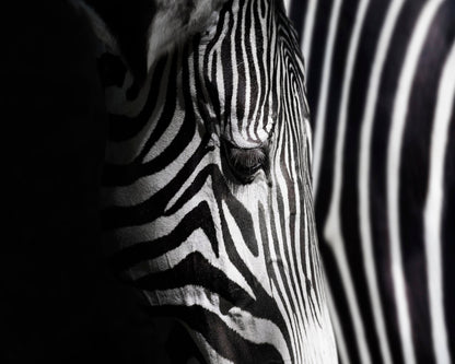 Zebra Close Detail