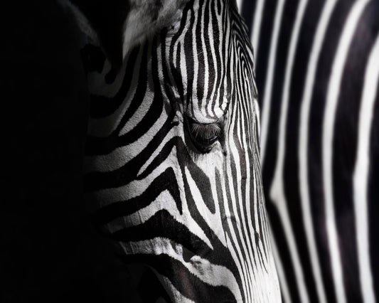 Zebra Close Detail