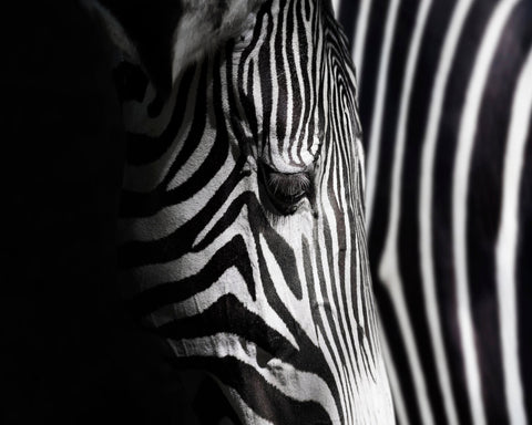 Zebra Close Detail