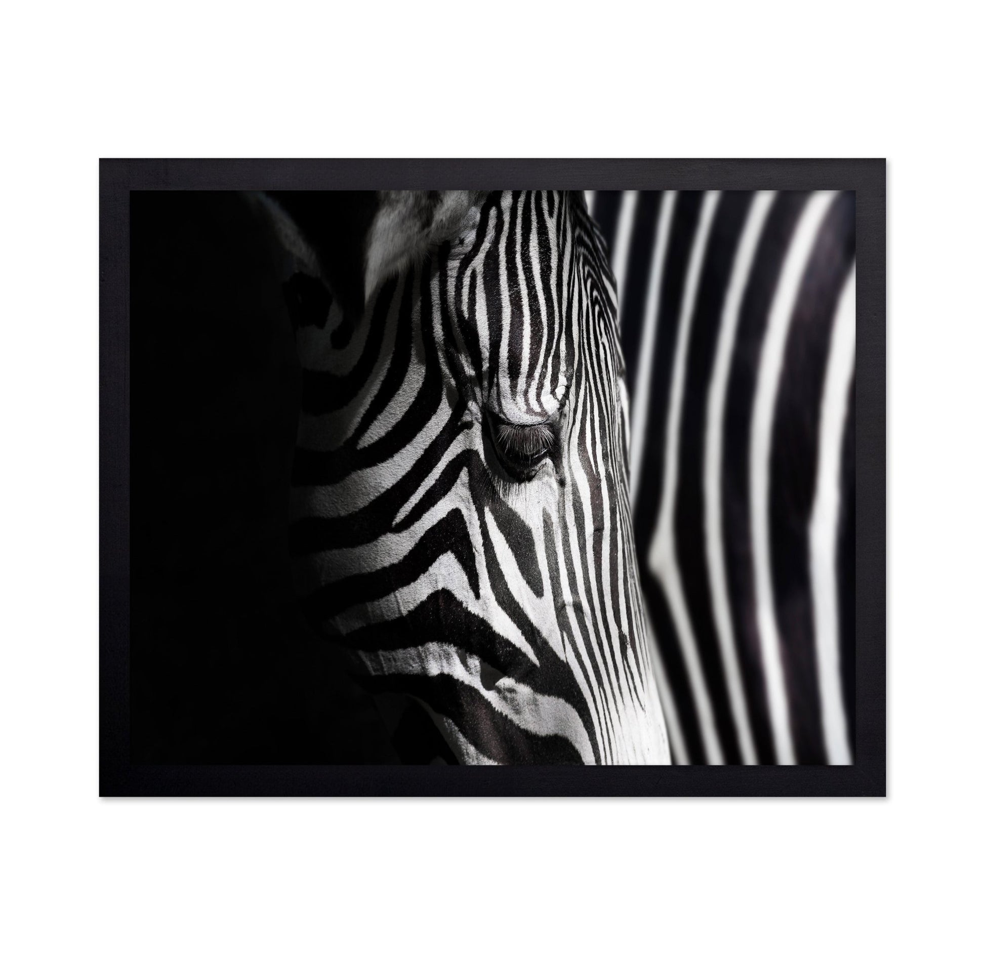 Zebra Close Detail
