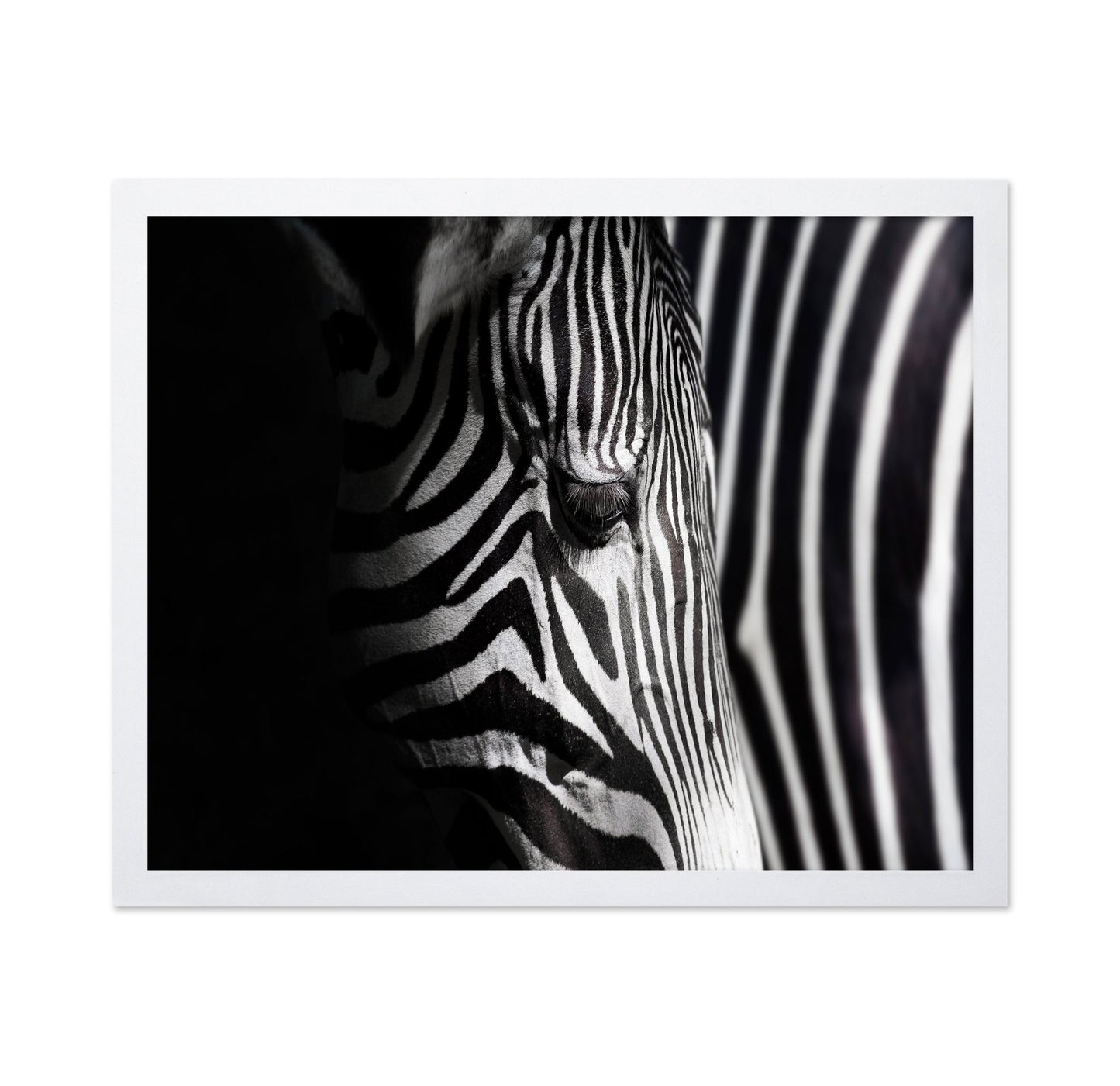 Zebra Close Detail