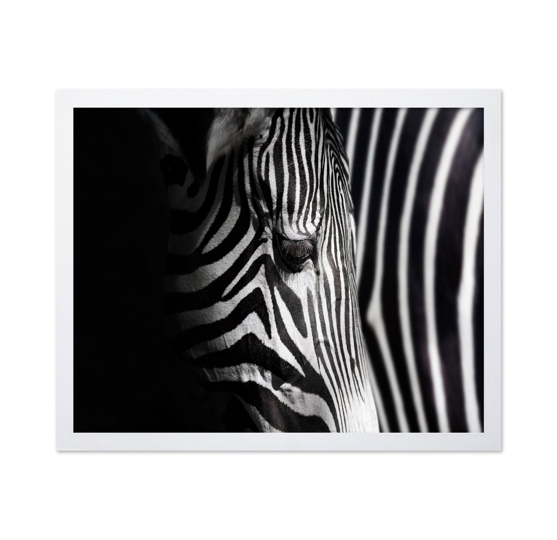 Zebra Close Detail
