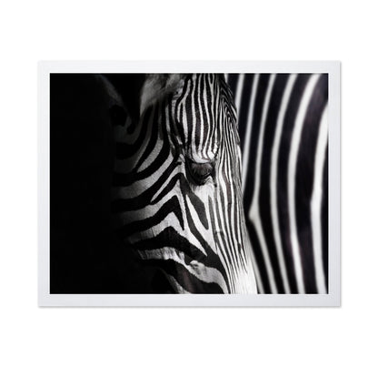 Zebra Close Detail