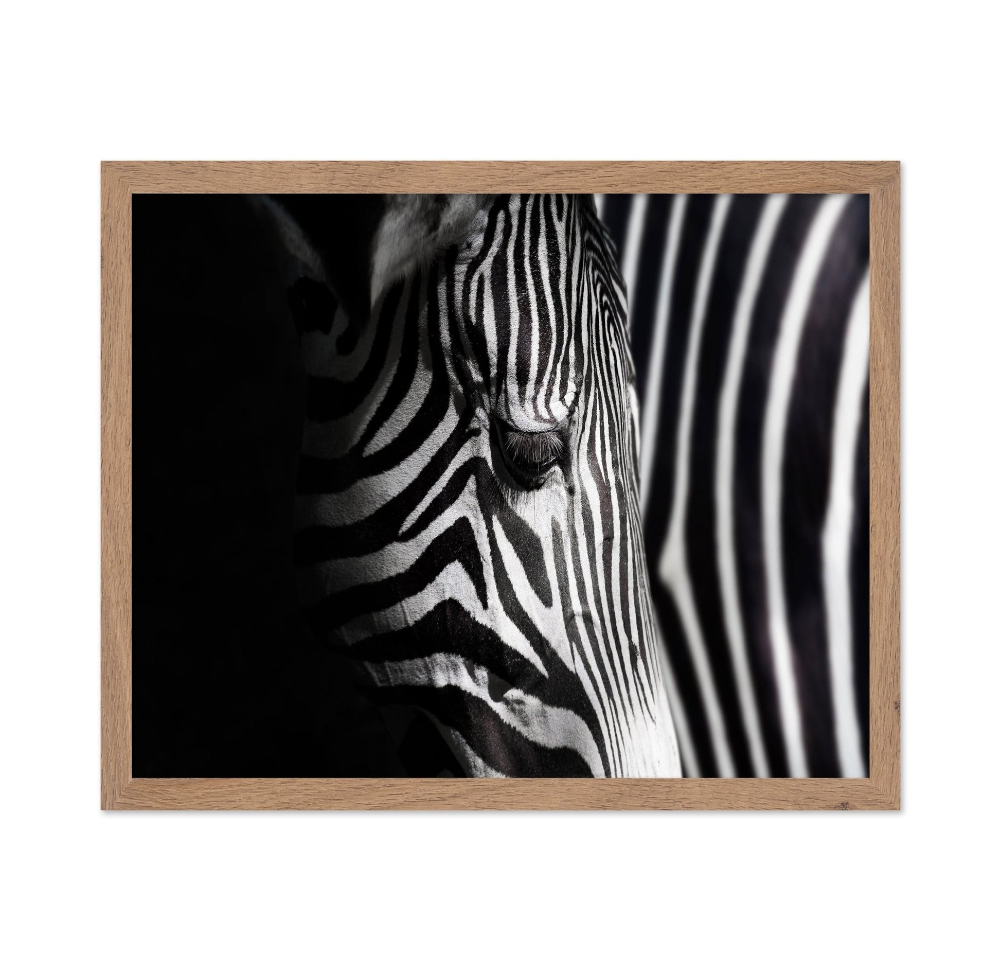 Zebra Close Detail