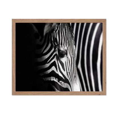Zebra Close Detail