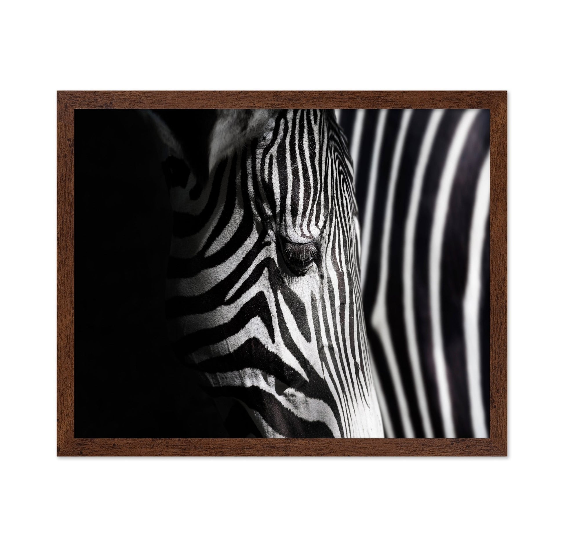 Zebra Close Detail