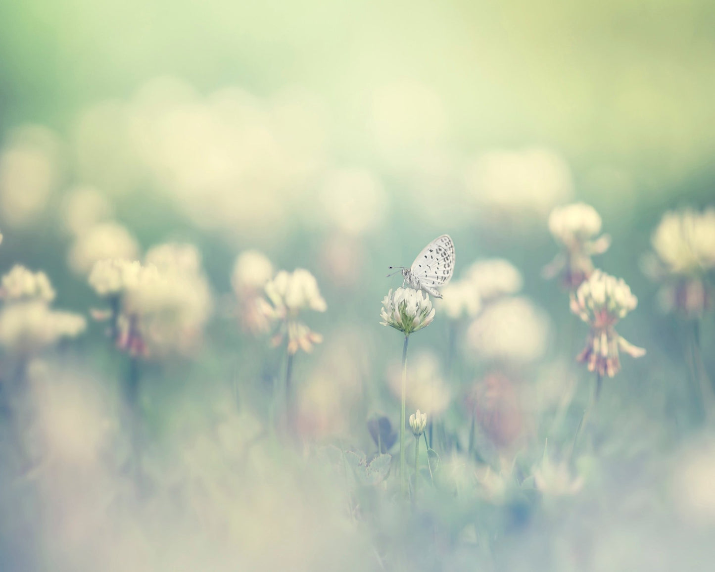 Soft Butterfly Bloom