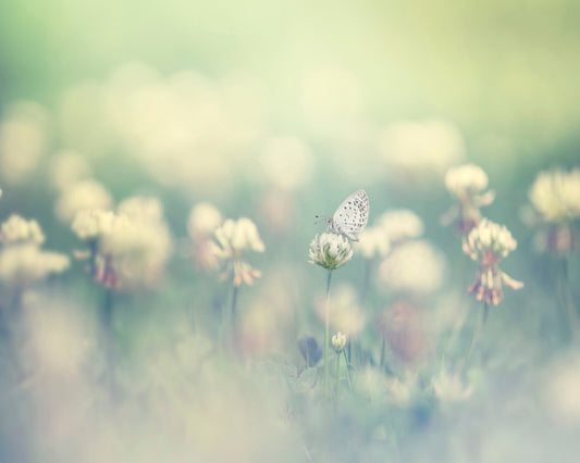 Soft Butterfly Bloom