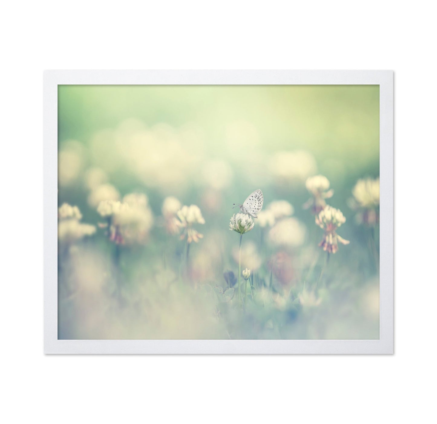 Soft Butterfly Bloom