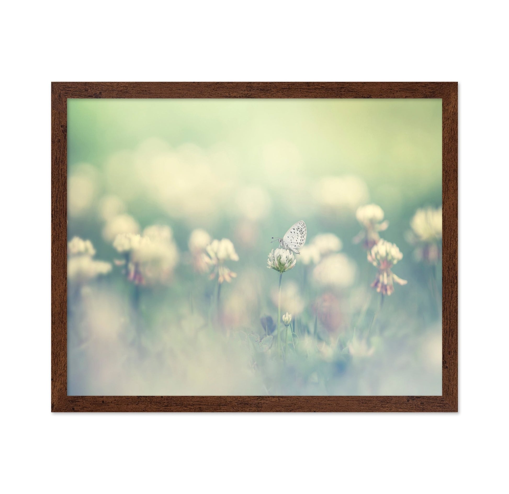 Soft Butterfly Bloom
