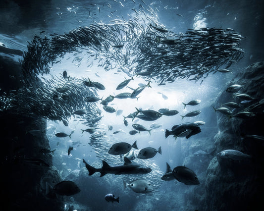 Ocean Fish Swirl