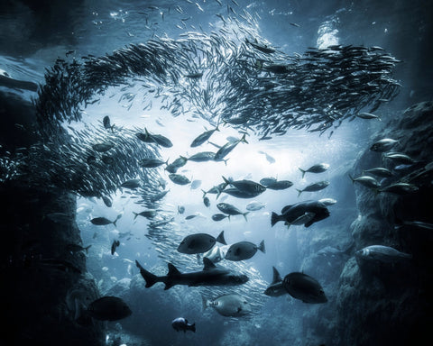 Ocean Fish Swirl