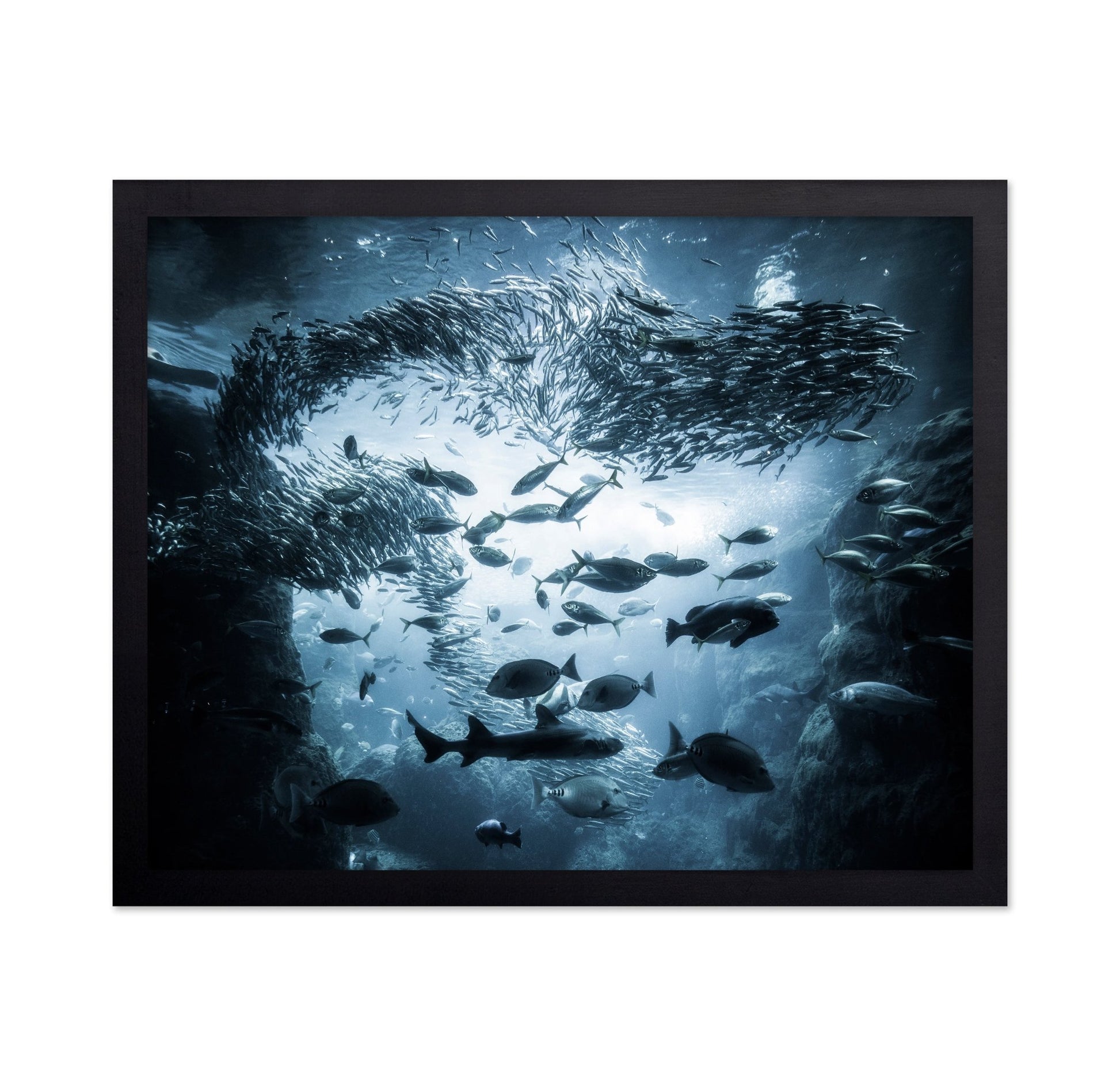 Ocean Fish Swirl