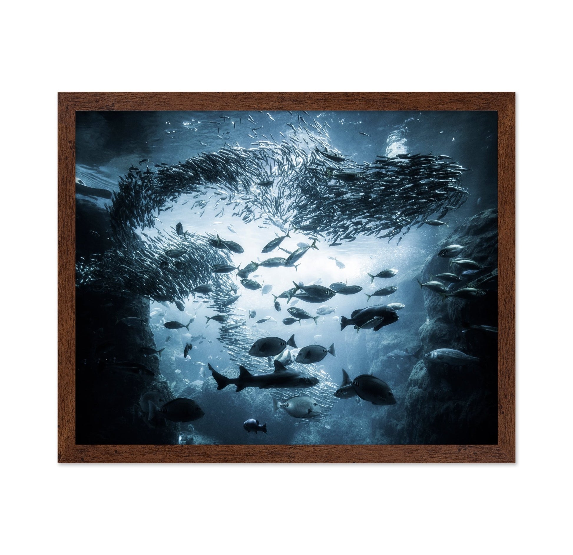 Ocean Fish Swirl