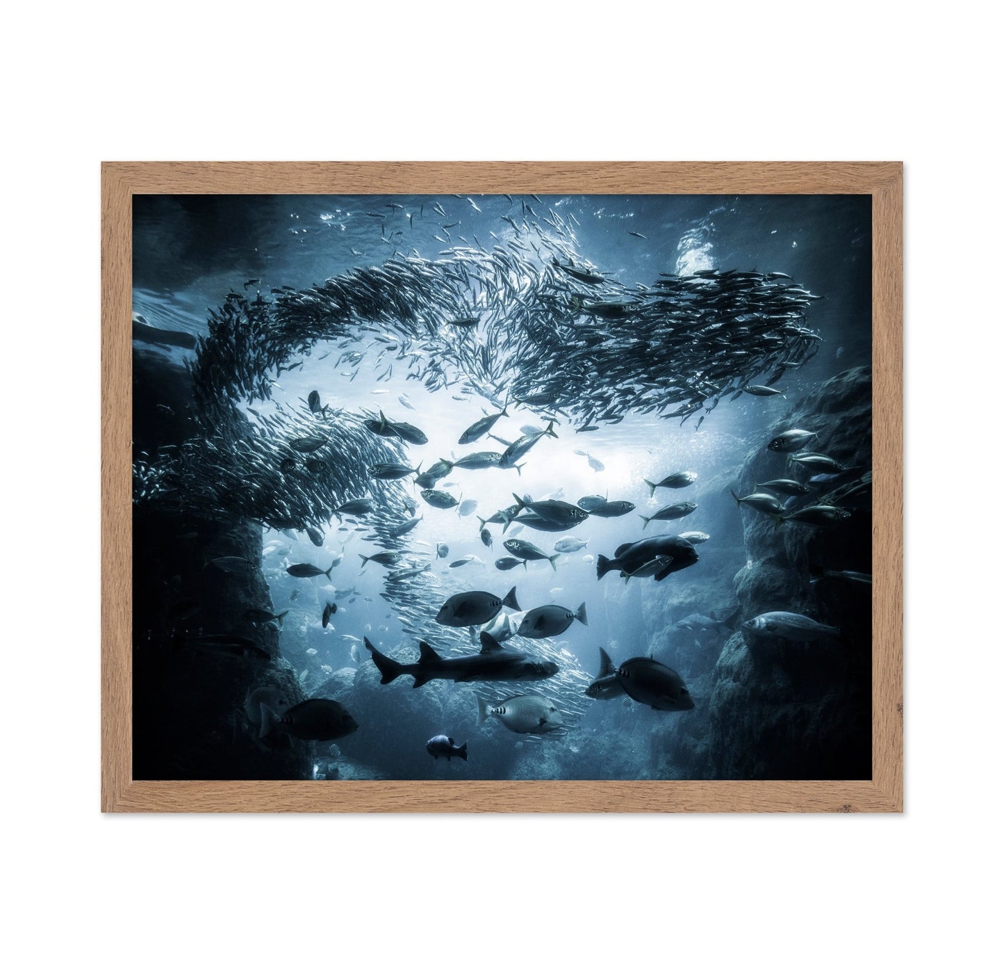 Ocean Fish Swirl