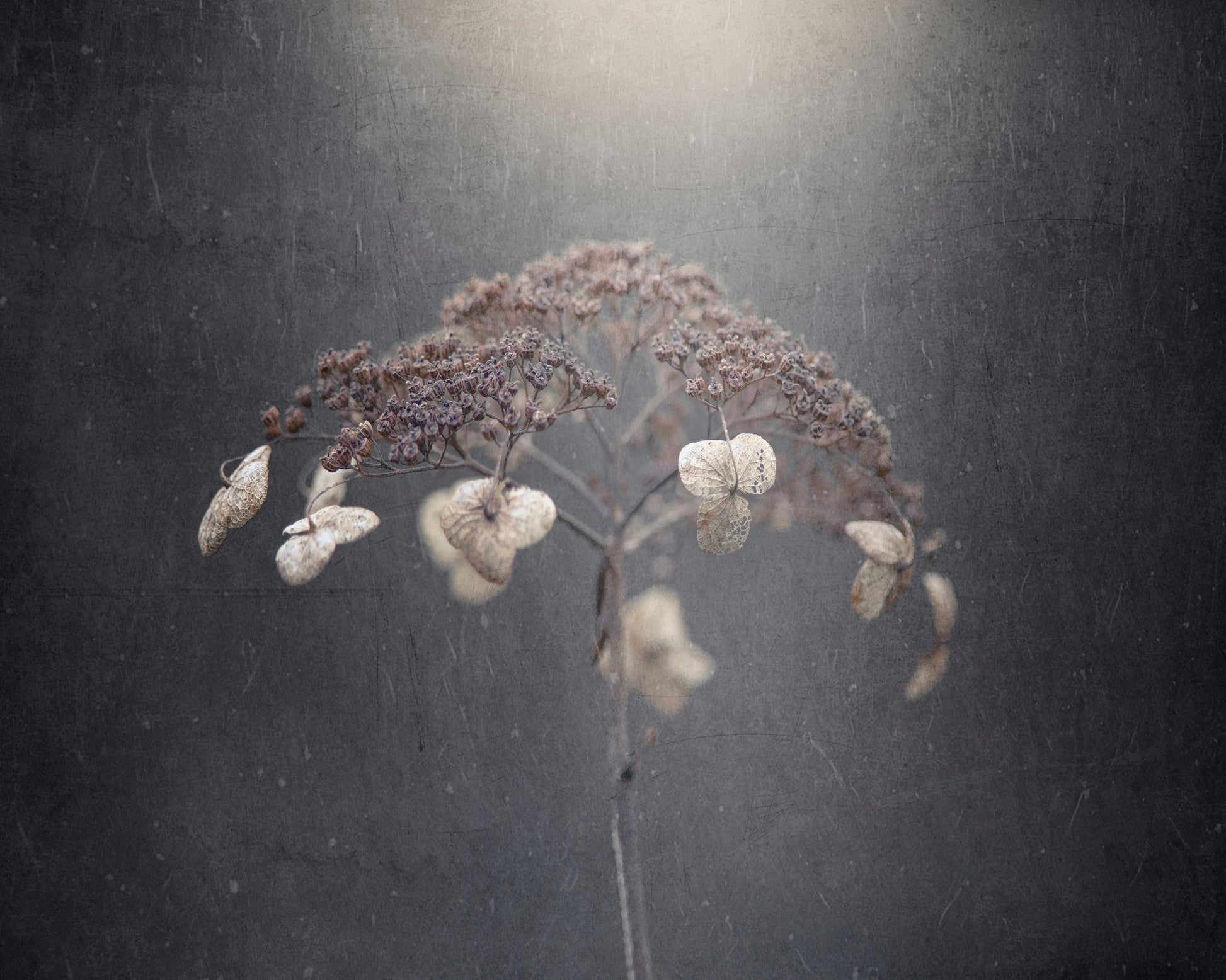 Faded Wildflower