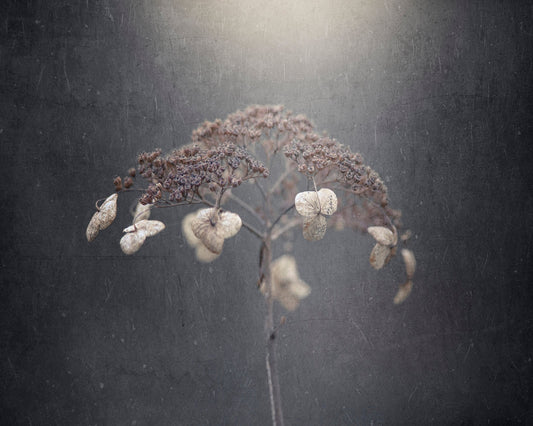 Faded Wildflower