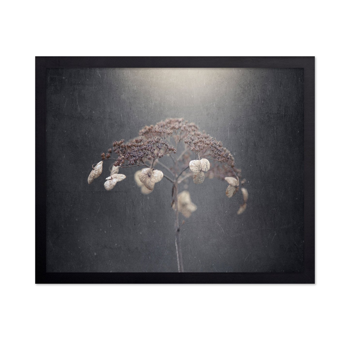Faded Wildflower