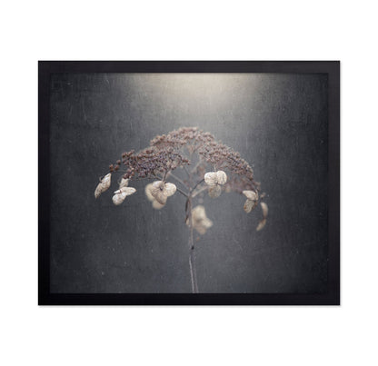 Faded Wildflower