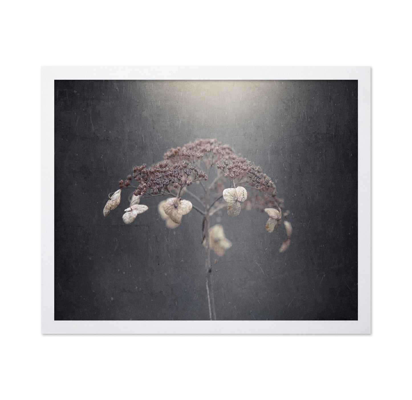 Faded Wildflower