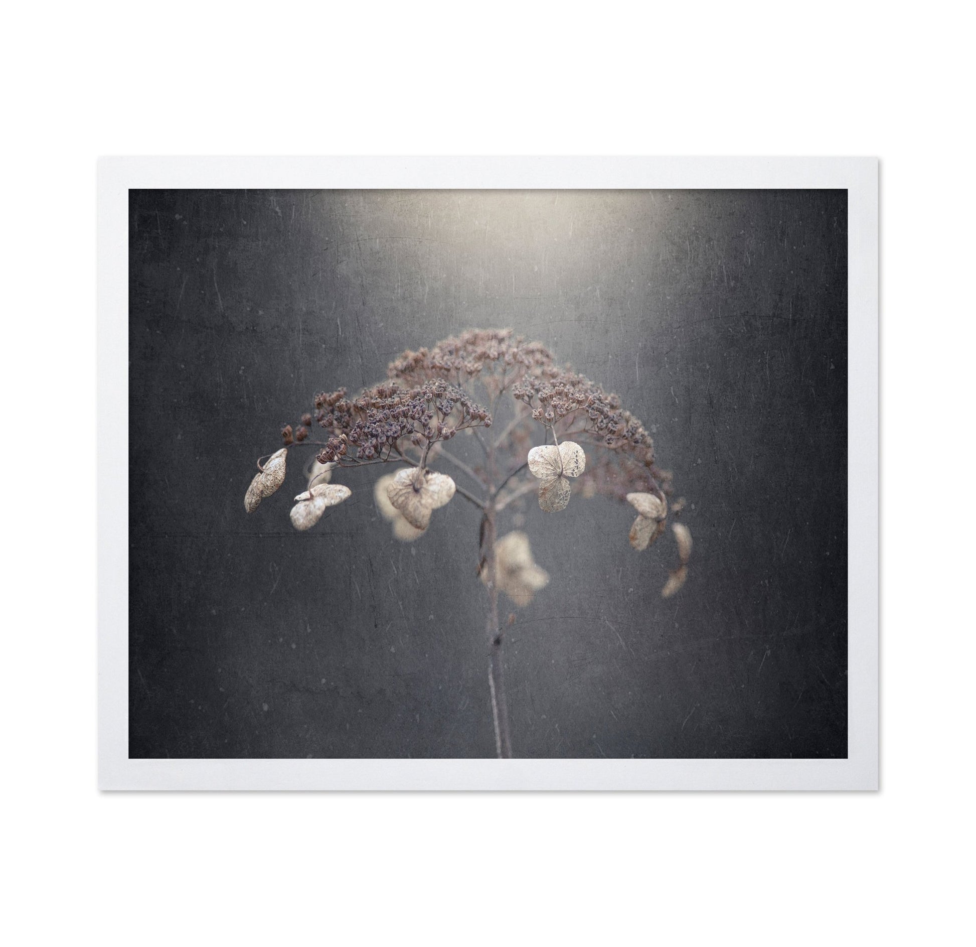 Faded Wildflower