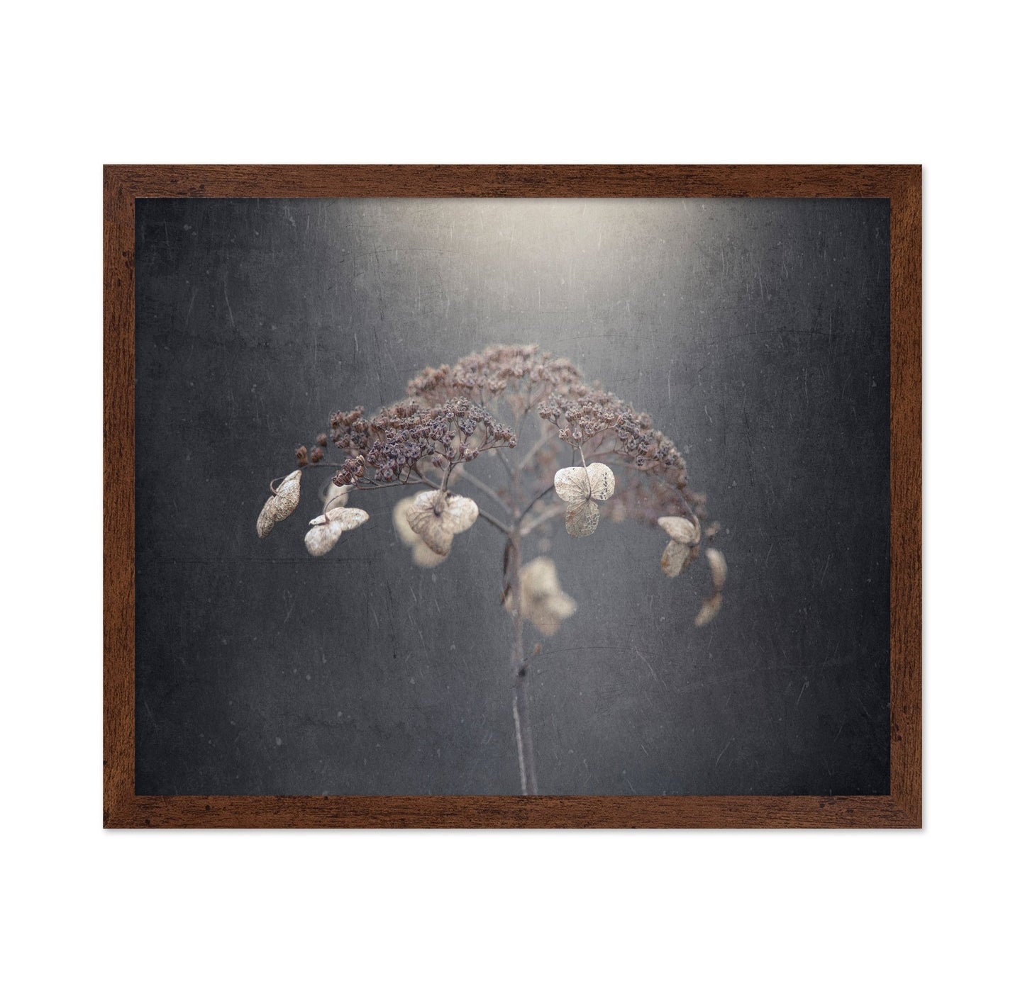 Faded Wildflower