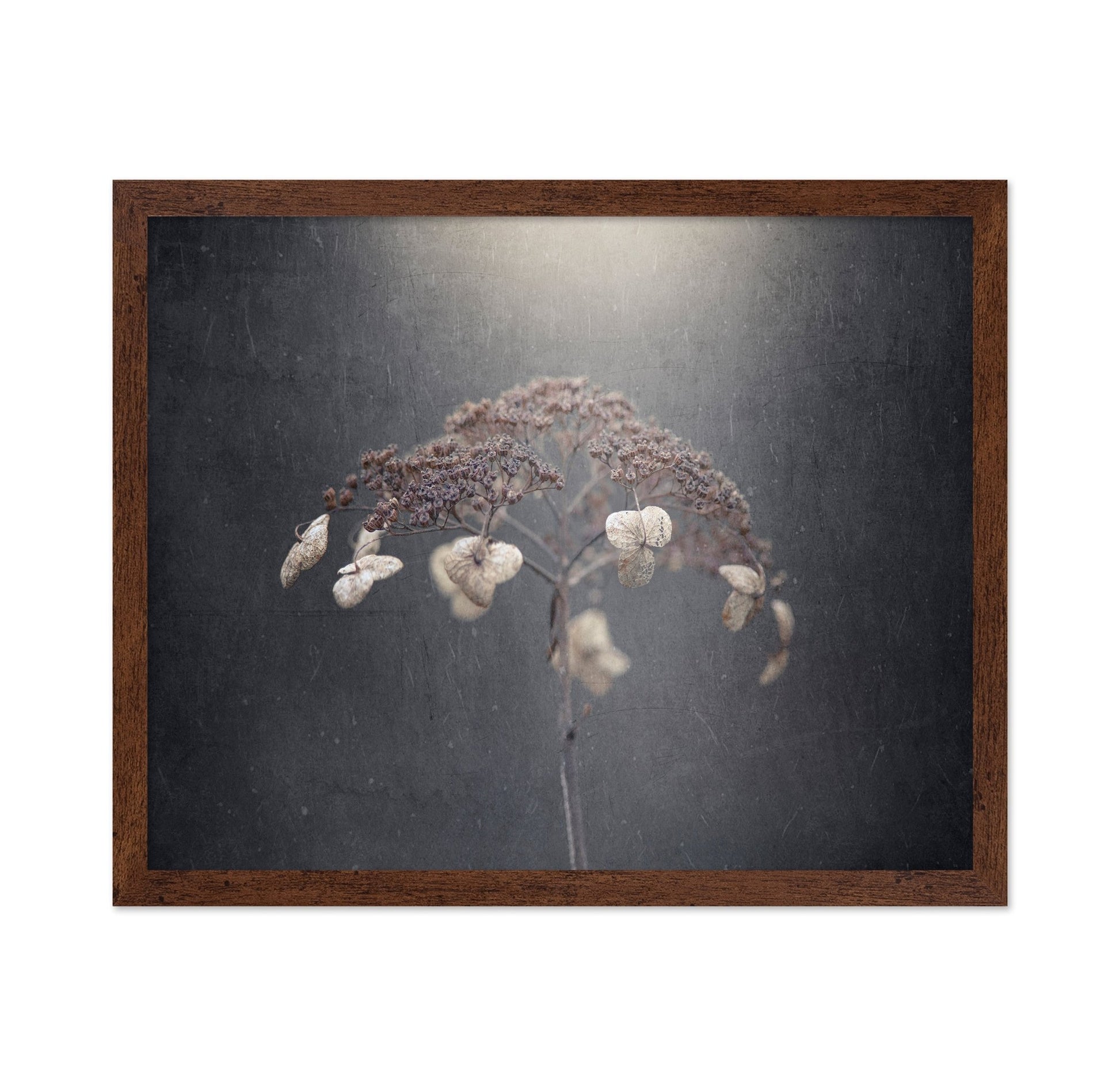 Faded Wildflower