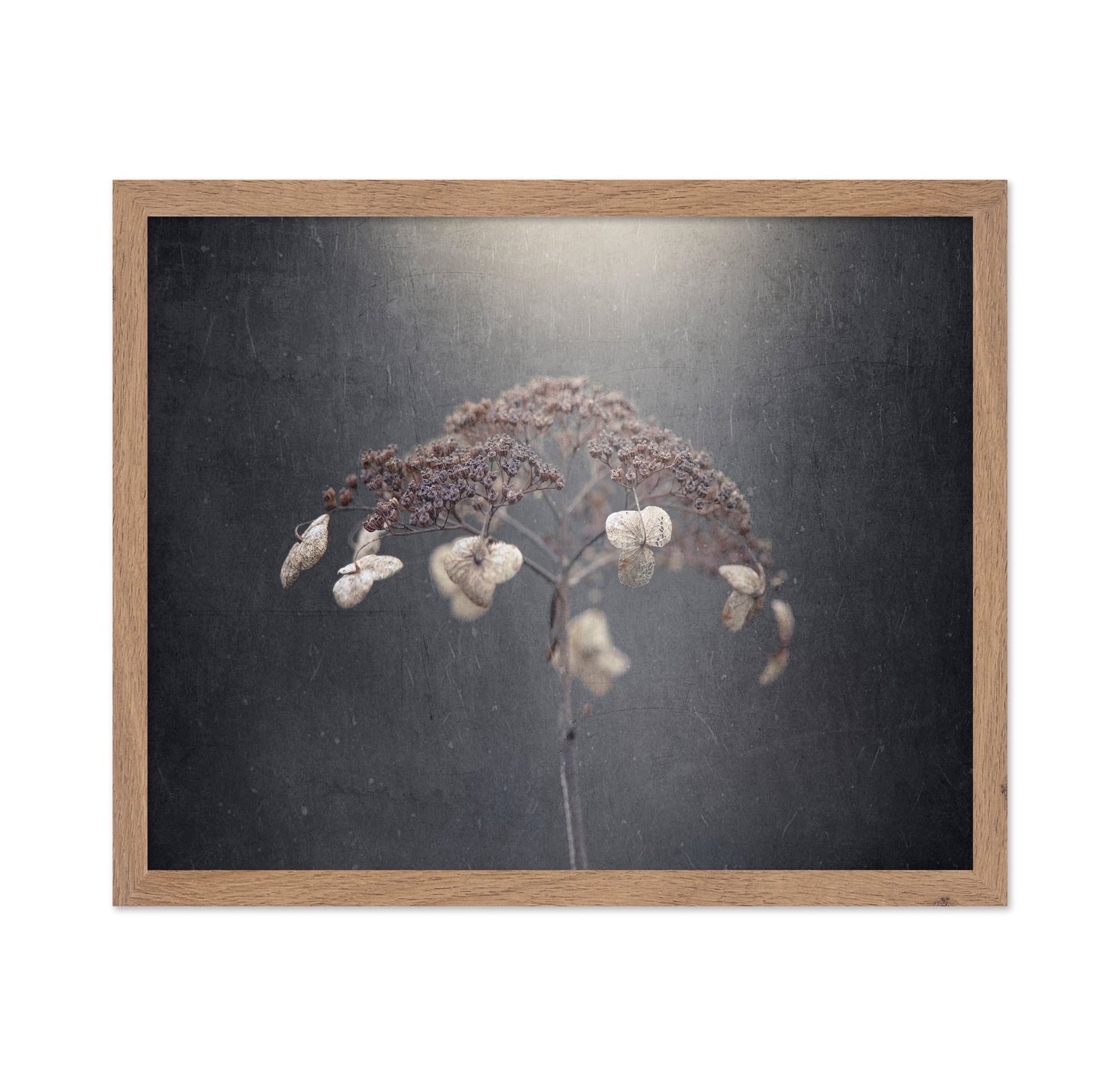Faded Wildflower