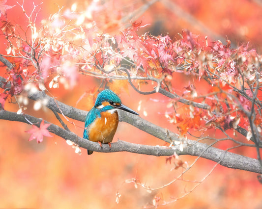Autumn Kingfisher