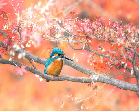 Autumn Kingfisher