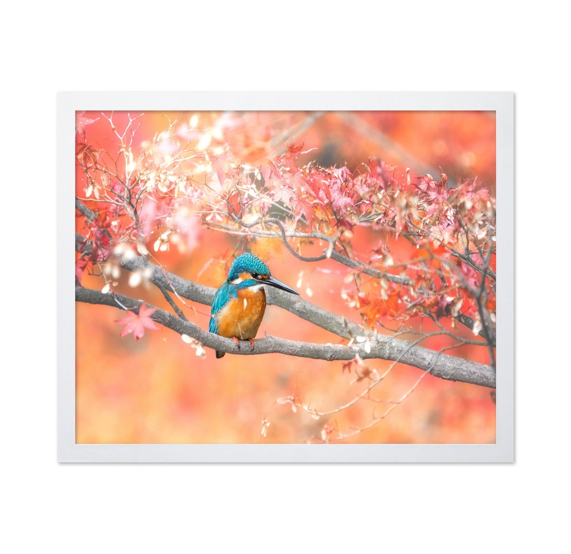 Autumn Kingfisher