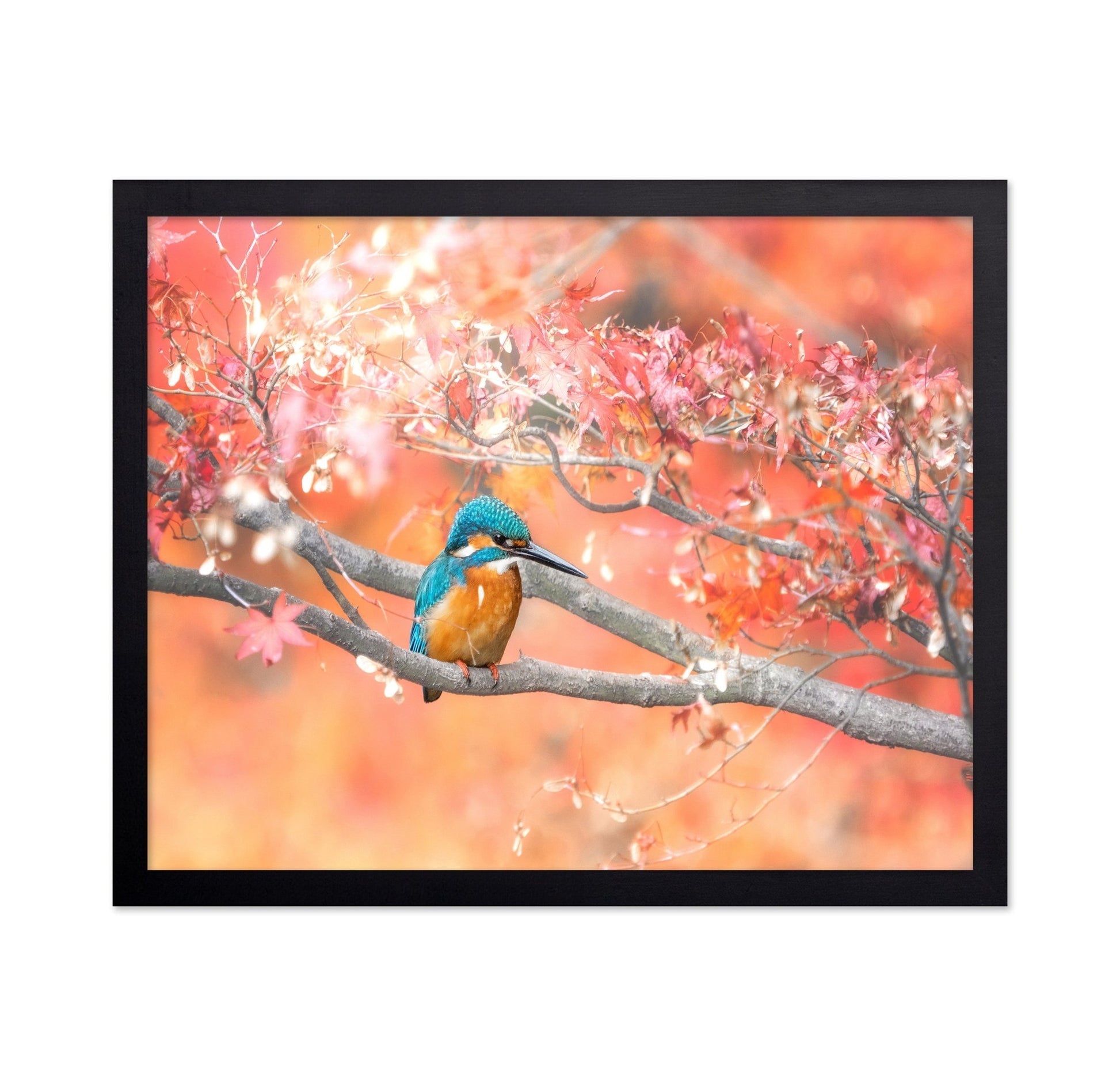 Autumn Kingfisher