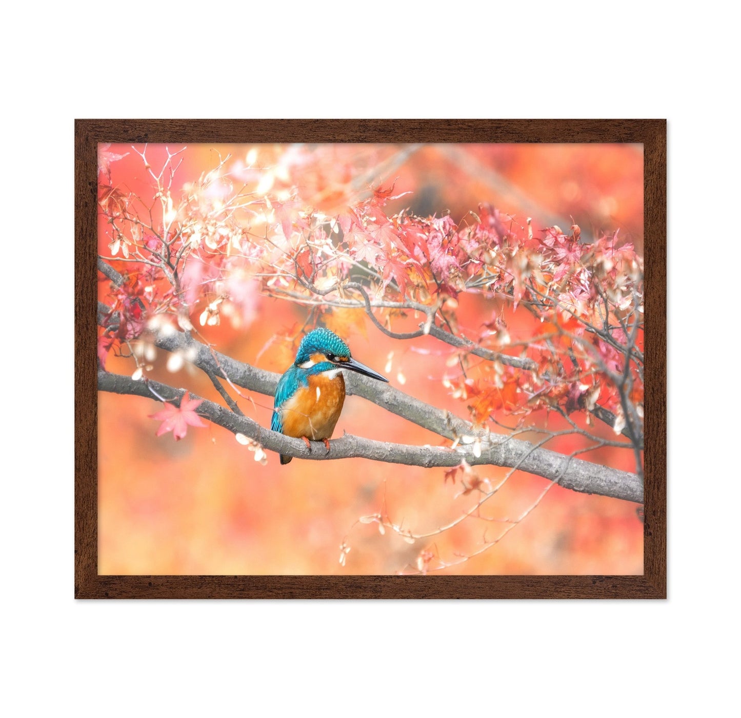 Autumn Kingfisher
