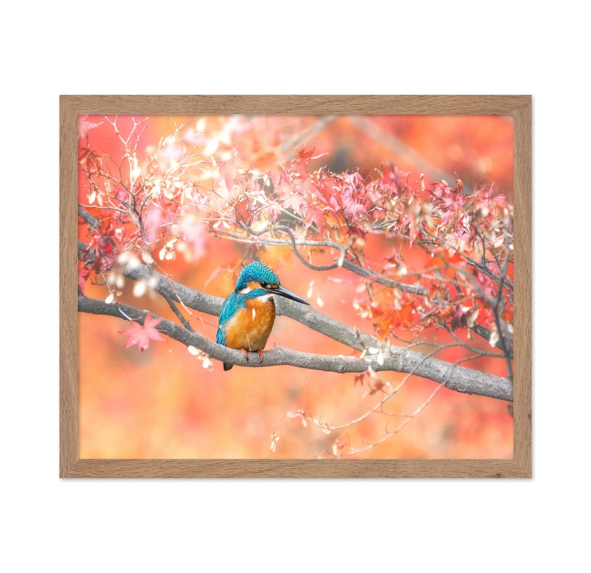 Autumn Kingfisher