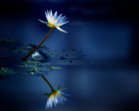 Blue Lotus Reflection