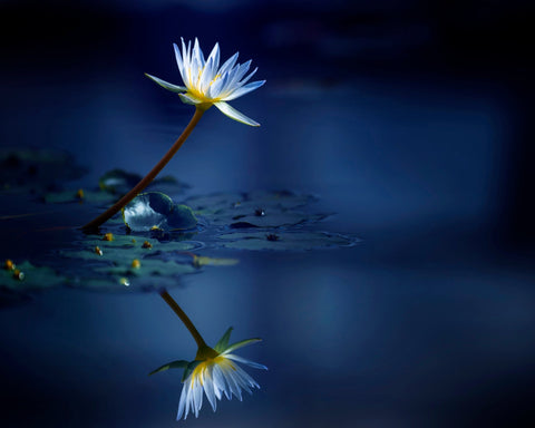 Blue Lotus Reflection