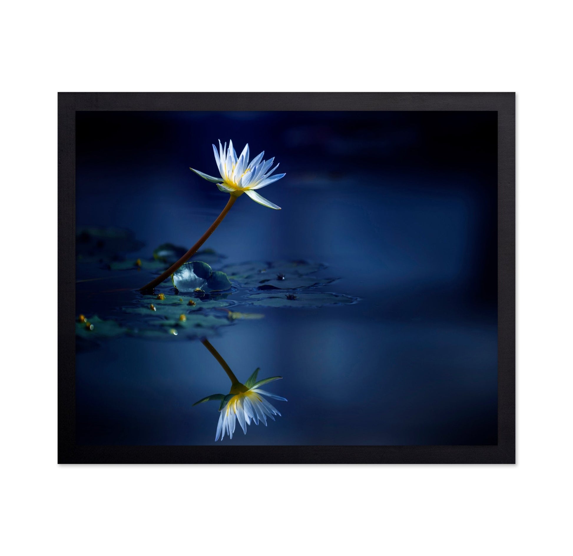 Blue Lotus Reflection