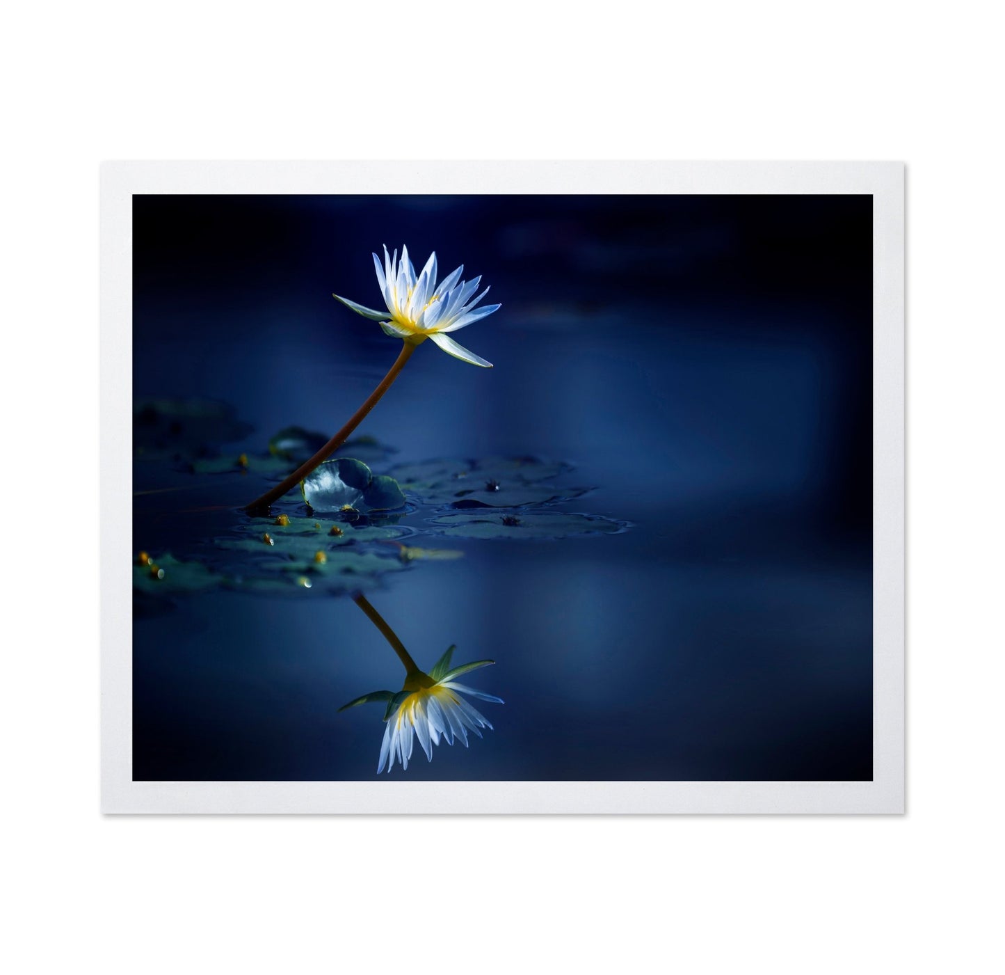 Blue Lotus Reflection