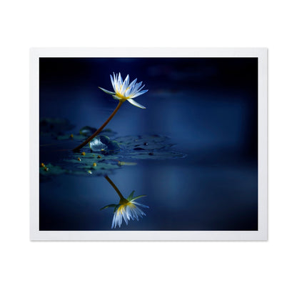 Blue Lotus Reflection