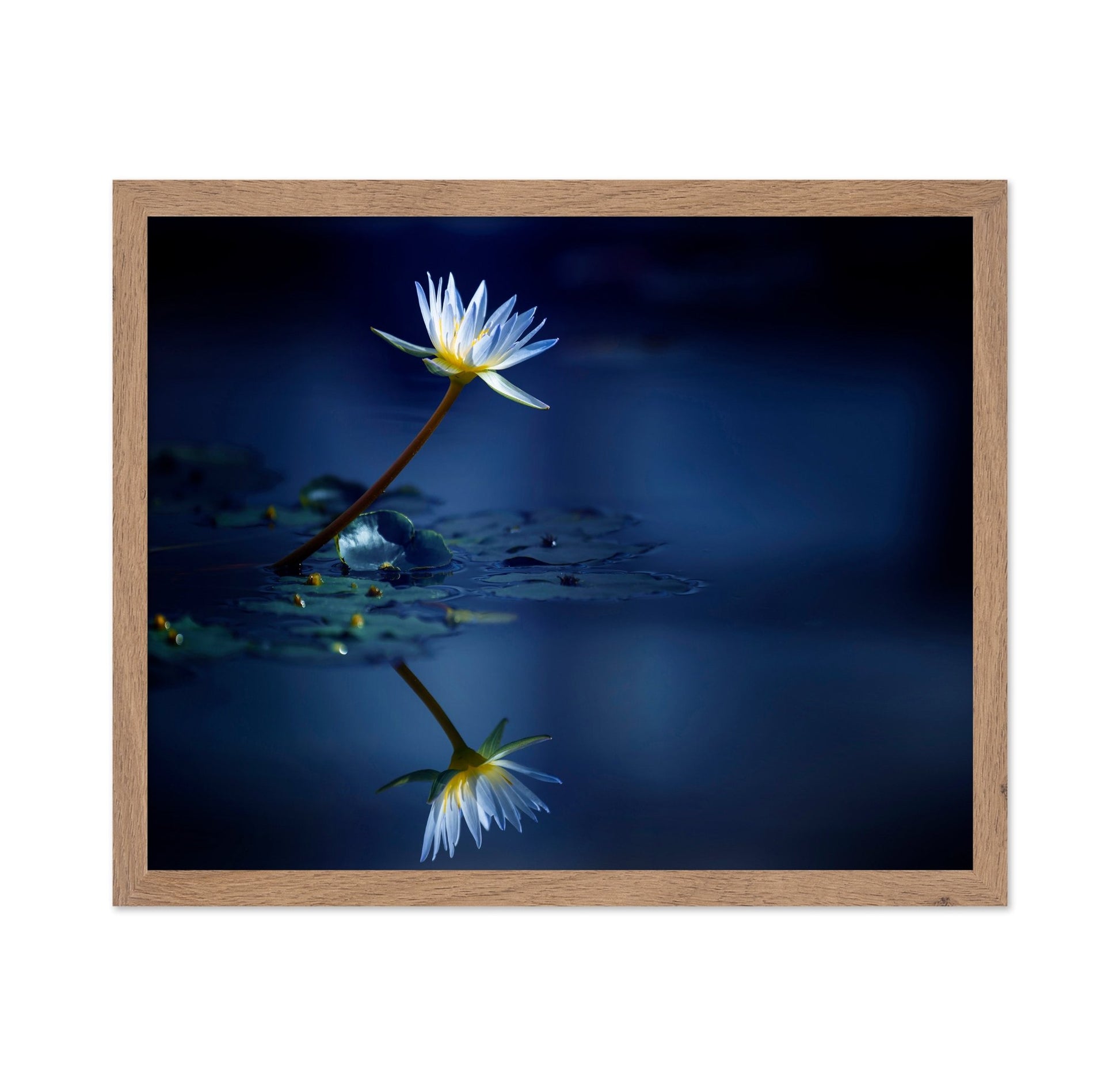 Blue Lotus Reflection