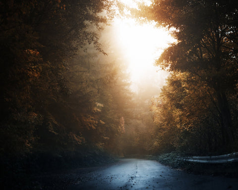 Forest Road Light