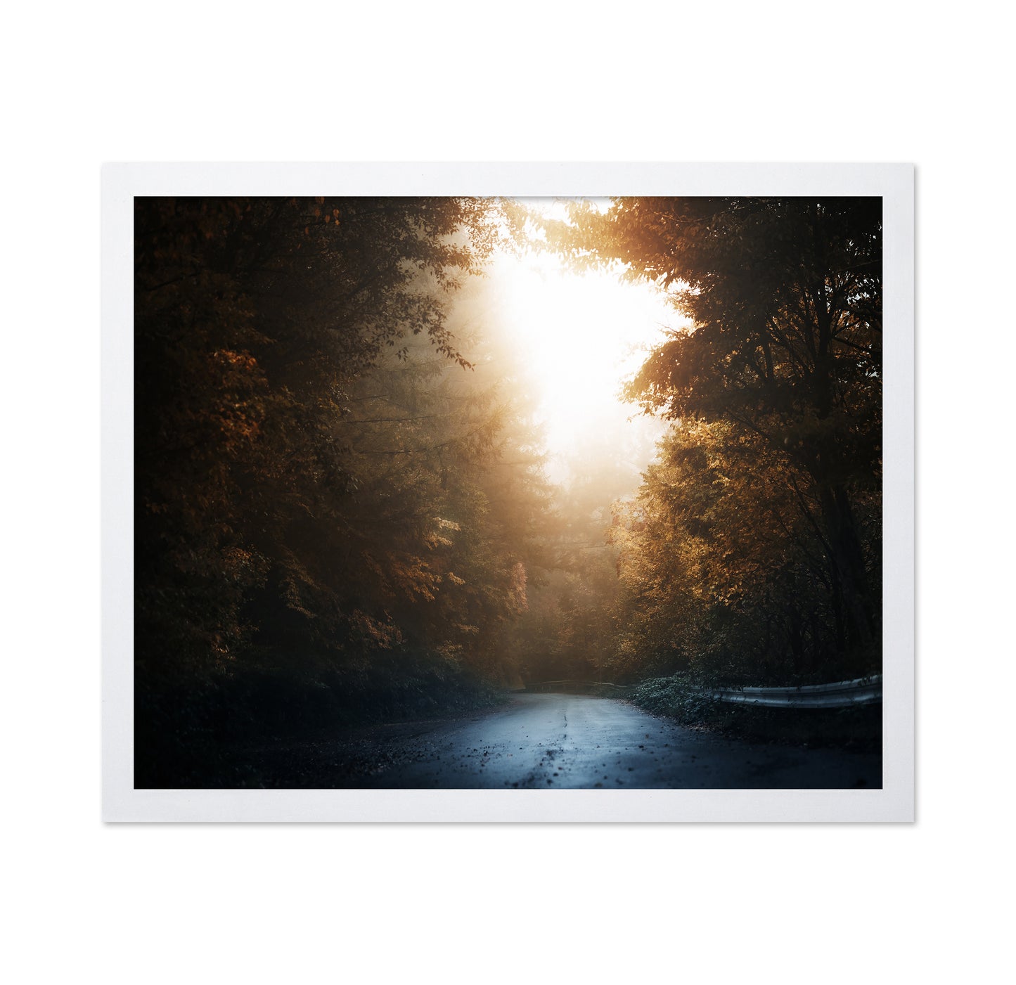 Forest Road Light