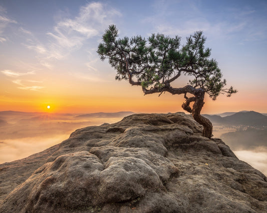 Golden Tree Sunrise