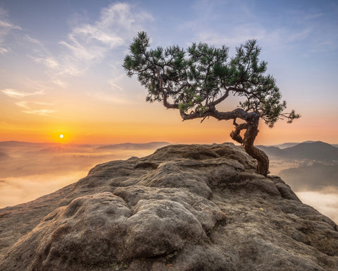 Golden Tree Sunrise