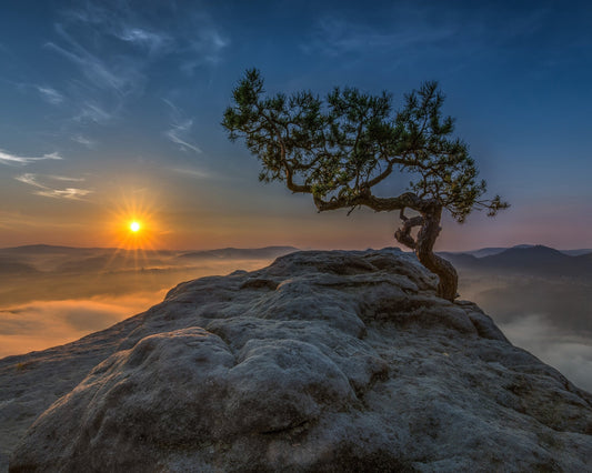 Lone Tree Sunrise