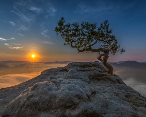 Lone Tree Sunrise