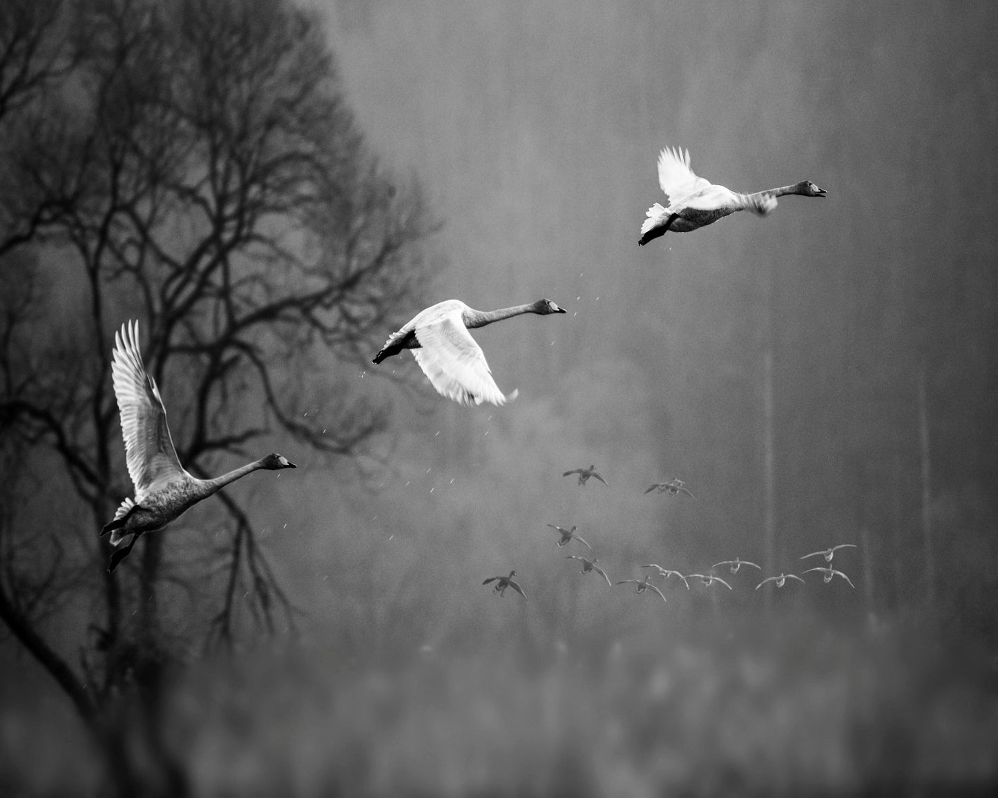 Swans In Mist Flight